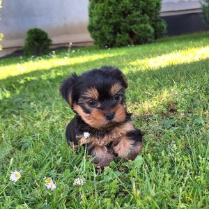 Yorkshire terrier, Jorkširski terijer, Jorki, Yorki