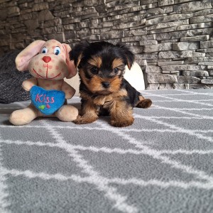 Yorkshire terrier, Jorkširski terijer, Jorki, Yorki