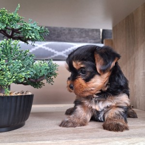 Yorkshire terrier, Jorkširski terijer, Jorki, Yorki