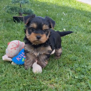 Yorkshire terrier, Jorkširski terijer, Jorki, Yorki