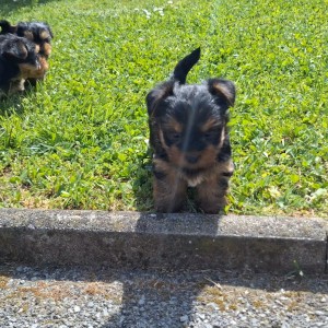 Yorkshire terrier, Jorkširski terijer, Jorki, Yorki