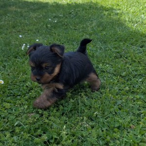 Yorkshire terrier, Jorkširski terijer, Jorki, Yorki