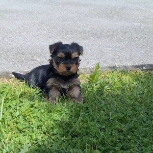 Yorkshire terrier, Jorkširski terijer, Jorki, Yorki