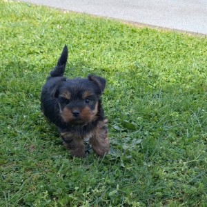 Yorkshire terrier, Jorkširski terijer, Jorki, Yorki