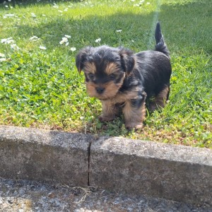 Yorkshire terrier, Jorkširski terijer, Jorki, Yorki