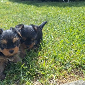 Yorkshire terrier, Jorkširski terijer, Jorki, Yorki