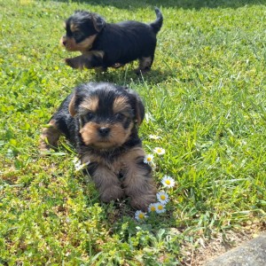 Yorkshire terrier, Jorkširski terijer, Jorki, Yorki