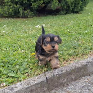Yorkshire terrier, Jorkširski terijer, Jorki, Yorki