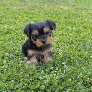 Yorkshire terrier, Jorkširski terijer, Jorki, Yorki