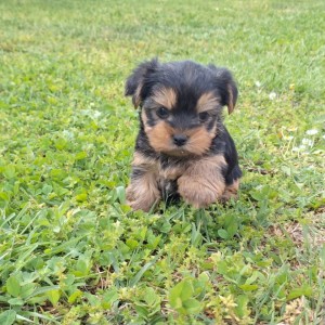 Yorkshire terrier, Jorkširski terijer, Jorki, Yorki