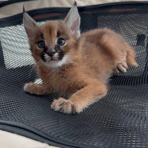 Savannah mačke Serval i Caracal