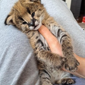 Savannah mačke Serval i Caracal