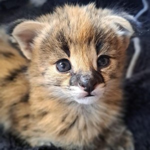Savannah mačke Serval i Caracal