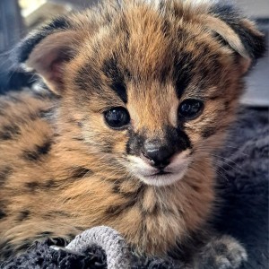 Savannah mačke Serval i Caracal