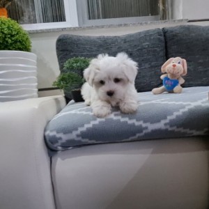 MALTEZERI štenci