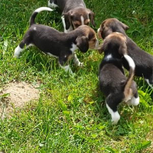 Beagle(bigl) štenci