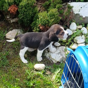 Beagle(bigl) štenci