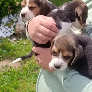 Beagle(bigl) štenci