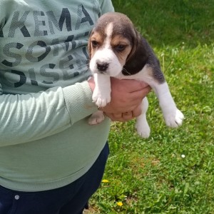 Beagle(bigl) štenci