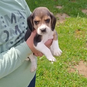 Beagle(bigl) štenci