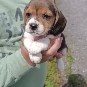 Beagle(bigl) štenci