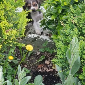 Beagle(bigl) štenci