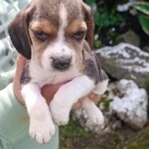 Beagle(bigl) štenci