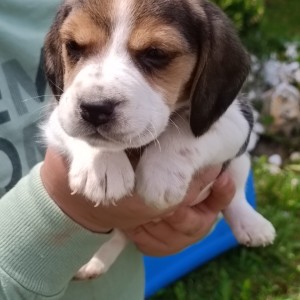 Beagle(bigl) štenci
