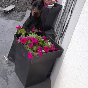 Doberman štenci