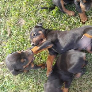 Doberman štenci