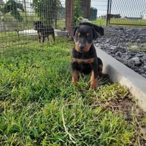 Doberman štenci