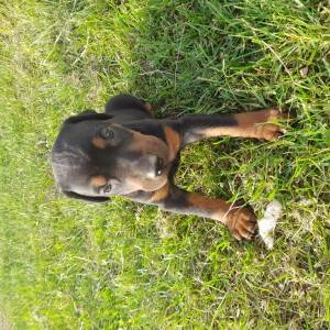 Doberman štenci