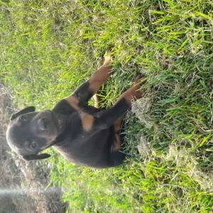 Doberman štenci