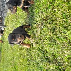 Doberman štenci