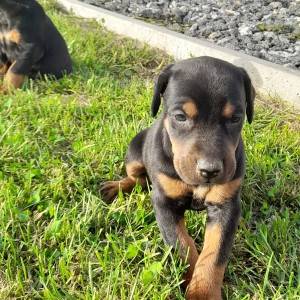 Doberman štenci