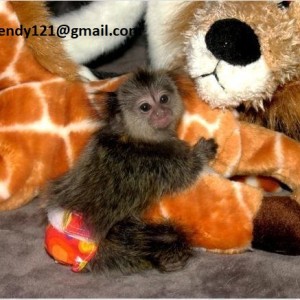 Dostupan majmun marmoset