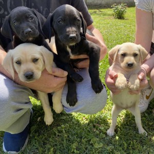 Stenci labradora 