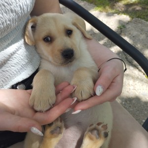 Stenci labradora 