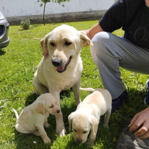 Stenci labradora 