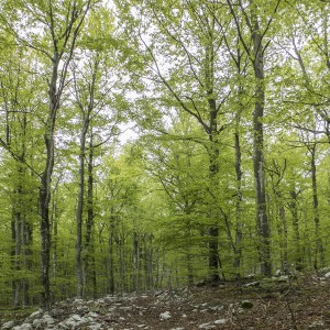 Poljoprivredno Zemljište 12.500m2