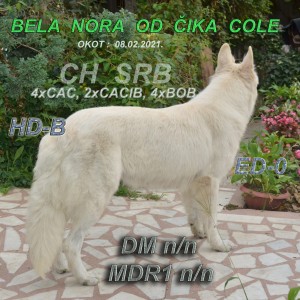 Bijeli švicarski ovčar, ženka - izložbeni primerak