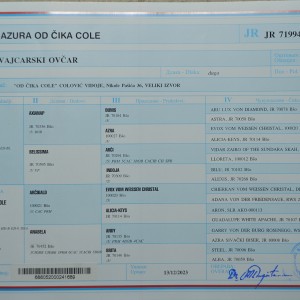 Bijeli švicarski ovčar, ženka - izložbeni primerak