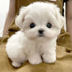 Beautiful Maltese puppies