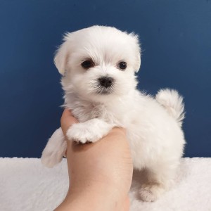Beautiful Maltese puppies