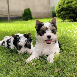 BIEWER, YORKSHIRE TERRIER mini štenci