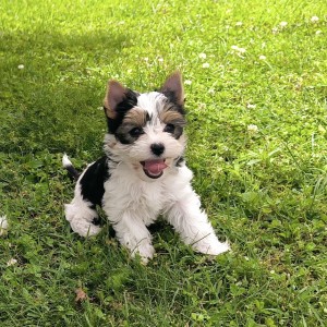 BIEWER, YORKSHIRE TERRIER mini štenci