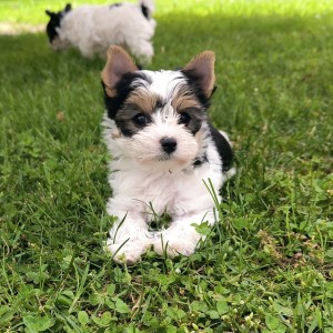 BIEWER, YORKSHIRE TERRIER mini štenci
