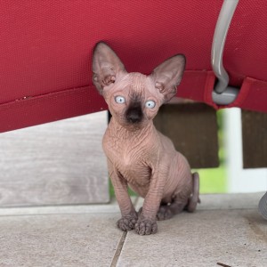 SPHYNX MAČIĆI