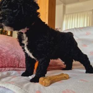 Španjolski vodeni pas (Perro de Aqua Esopanol)
