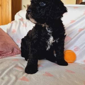 Španjolski vodeni pas (Perro de Aqua Esopanol)